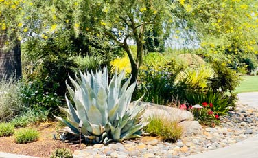 Xeriscaping in Visalia CA