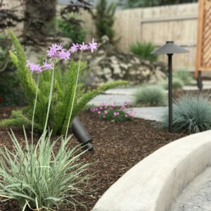 Landscape Design in Visalia CA