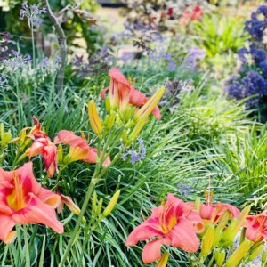 Ornamental Planting And Xeriscape (10)