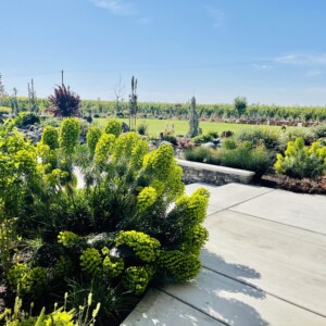 Ornamental Planting And Xeriscape (12)