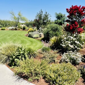 Ornamental Planting And Xeriscape (14)