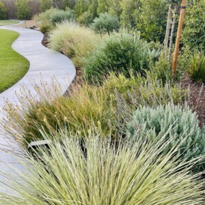 Ornamental Planting And Xeriscape (18)