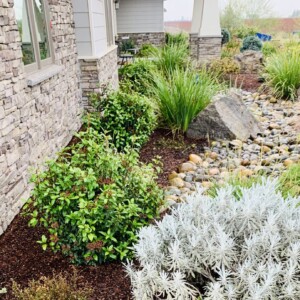 Ornamental Planting And Xeriscape (19)