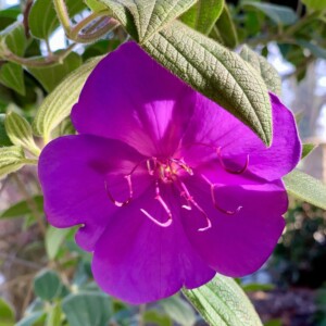 Ornamental Planting And Xeriscape (2)