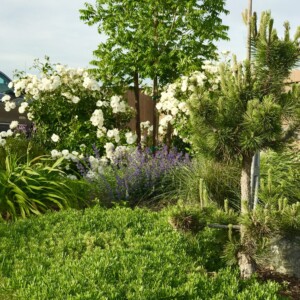 Ornamental Planting And Xeriscape (20)