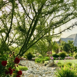 Ornamental Planting And Xeriscape (22)