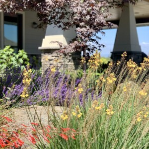 Ornamental Planting And Xeriscape (25)