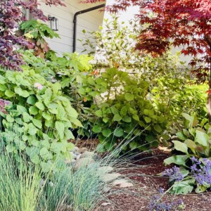 Ornamental Planting And Xeriscape (27)