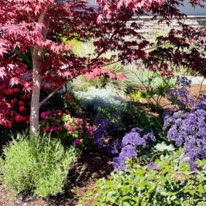 Ornamental Planting And Xeriscape (29)