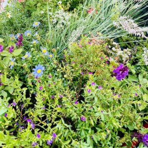 Ornamental Planting And Xeriscape (3)