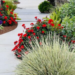 Ornamental Planting And Xeriscape (31)