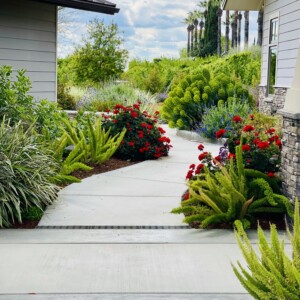 Ornamental Planting And Xeriscape (33)