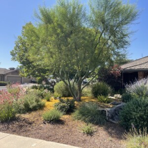 Ornamental Planting And Xeriscape (36)