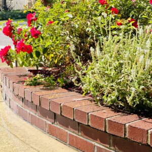 Ornamental Planting And Xeriscape (38)