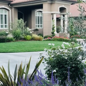 Ornamental Planting And Xeriscape (39)