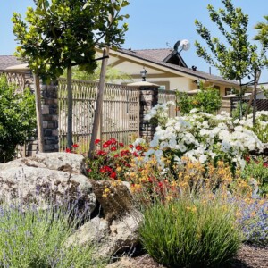 Ornamental Planting And Xeriscape (4)
