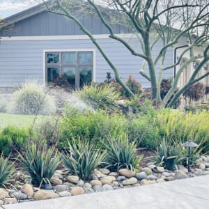 Ornamental Planting And Xeriscape (42)