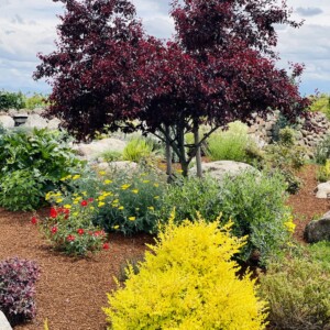 Ornamental Planting And Xeriscape (44)