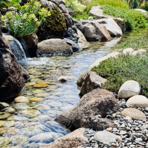 Ornamental Planting And Xeriscape (45)