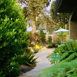 Ornamental Planting And Xeriscape (5)