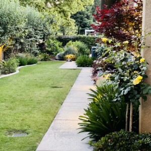 Ornamental Planting And Xeriscape (6)