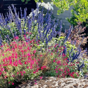 Ornamental Planting And Xeriscape (7)