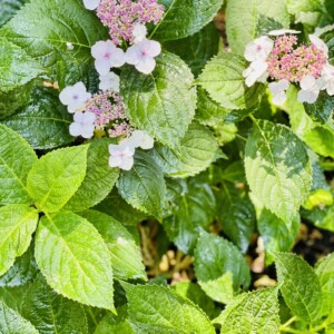 Ornamental Planting And Xeriscape (9)