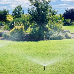 Turf And Synthetic Grass (7)