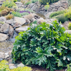 Water Features (43)